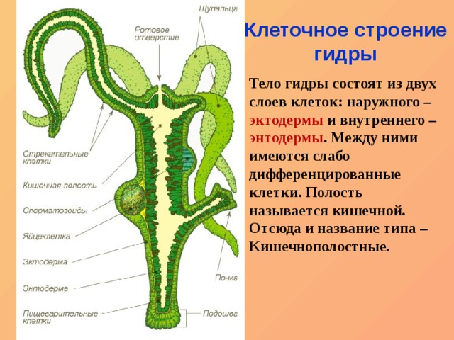 Мега вход ссылка онион